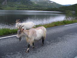 Koza na drodze E16