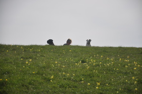 Asia Marszalec z psami